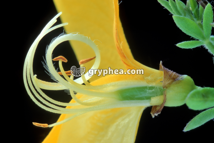 Genêt (Cytisus scoparius) - fleur partiellement disséquée - gryphea.com